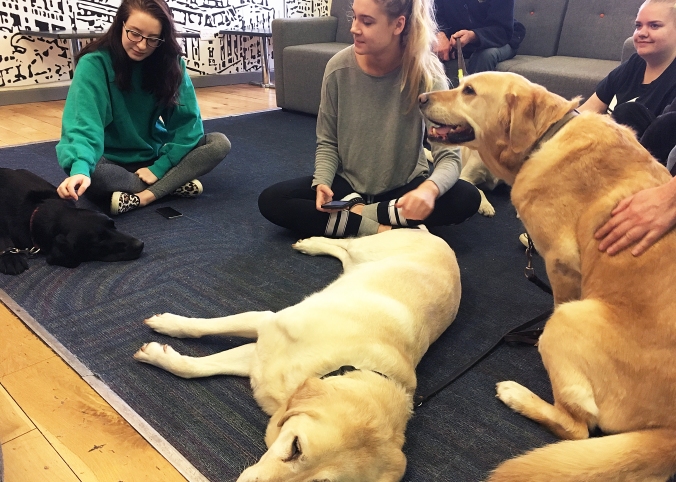 Three dogs laying on the floor with students sitting around them